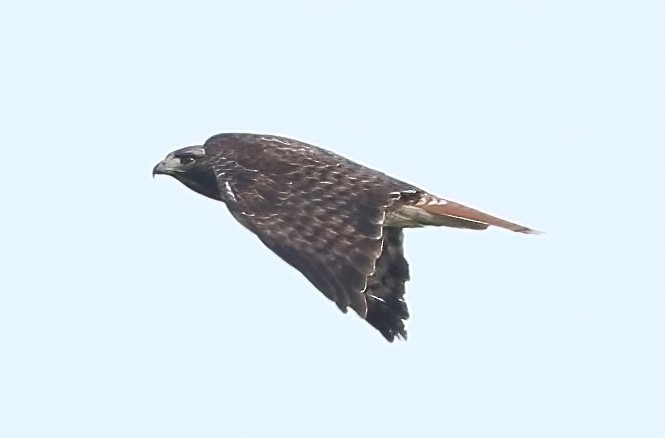 Rotschwanzbussard - ML651995486