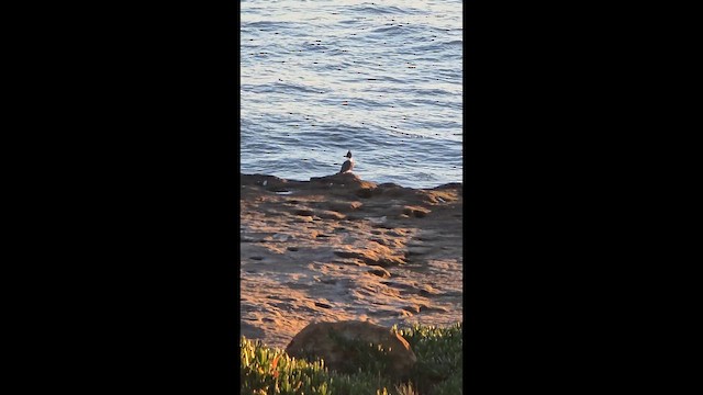 שלדג אמריקני - ML651995985