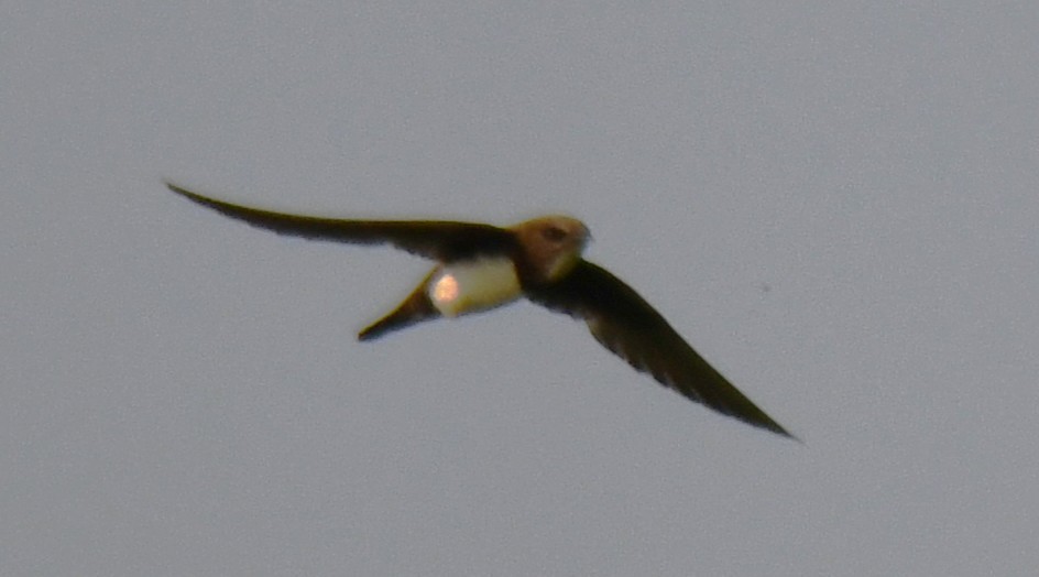 シロハラアマツバメ - ML651996120