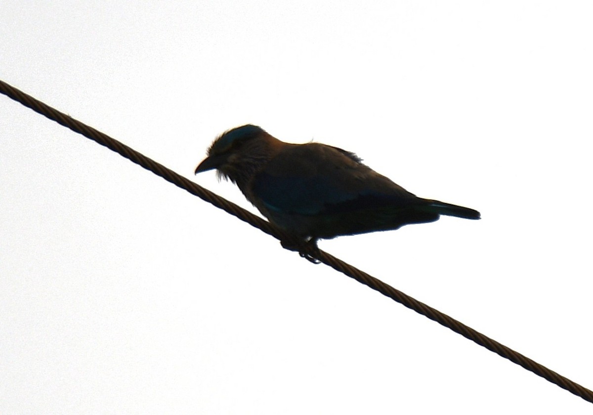 mandelík indický - ML651996239