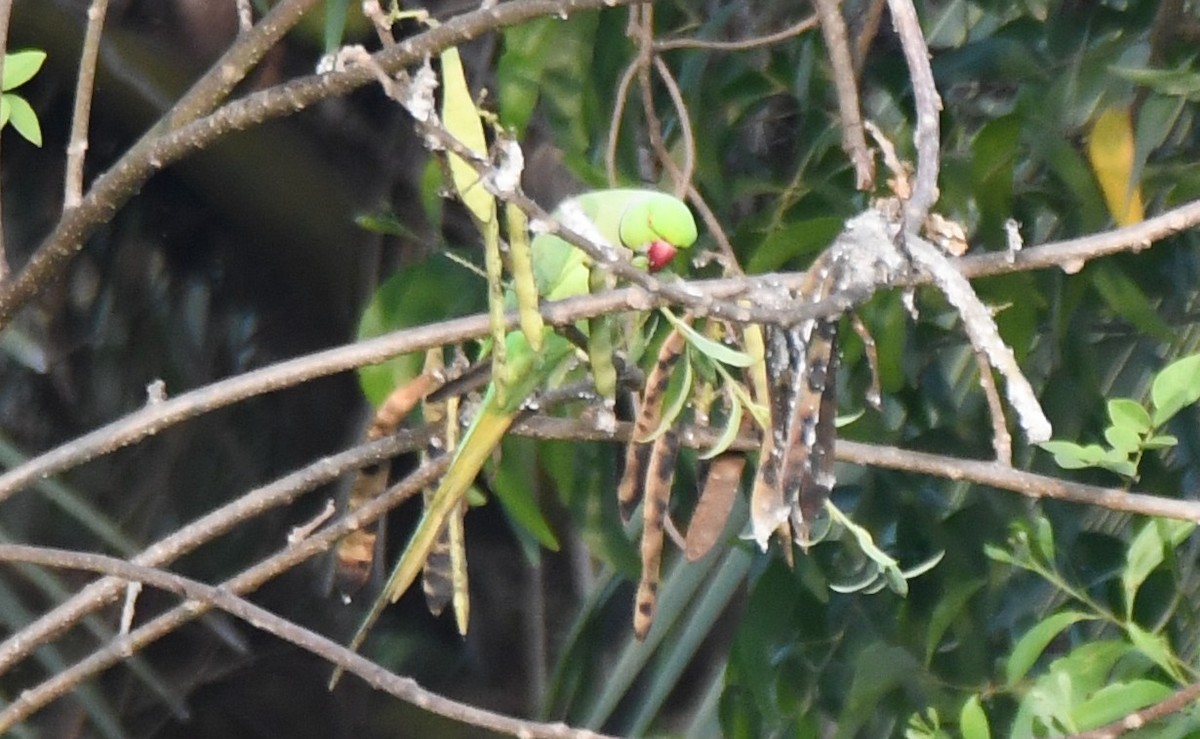 alexandr malý - ML651996252