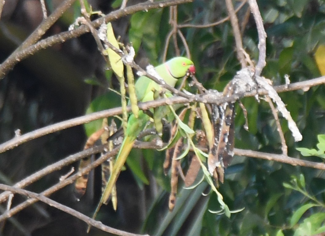 alexandr malý - ML651996256