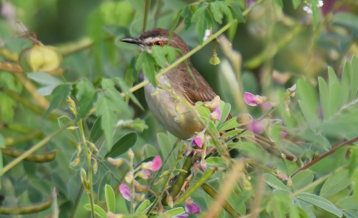 Plain Prinia - ML651996322
