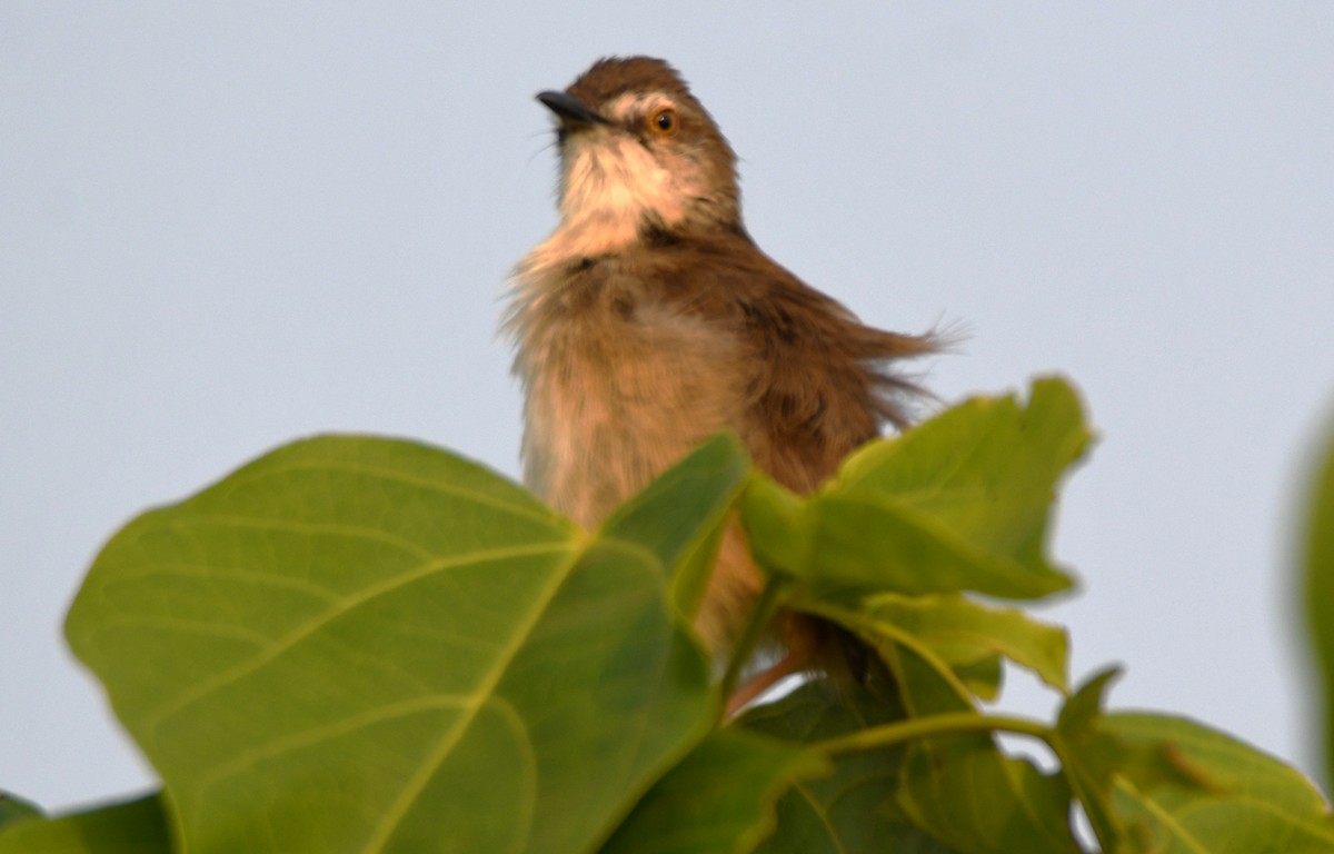 Plain Prinia - ML651996334