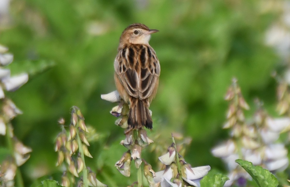 cistovník rákosníkový - ML651996338