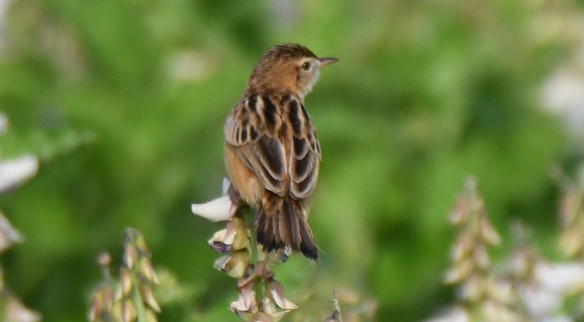 cistovník rákosníkový - ML651996351