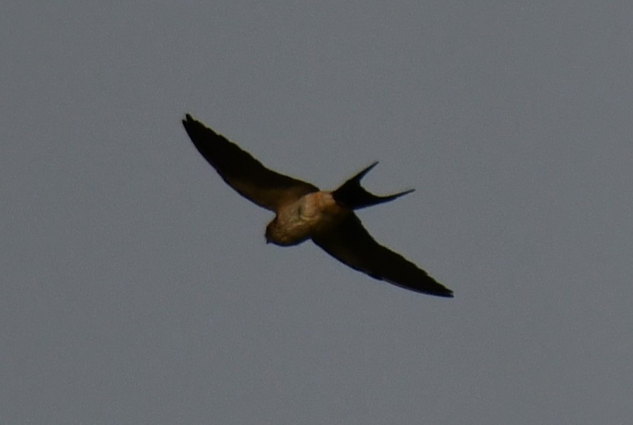 vlaštovka skalní - ML651996379