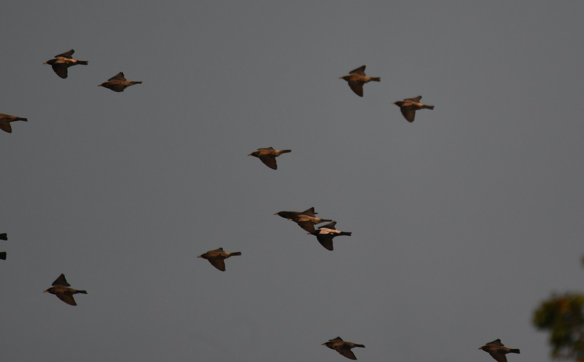 špaček růžový - ML651996389