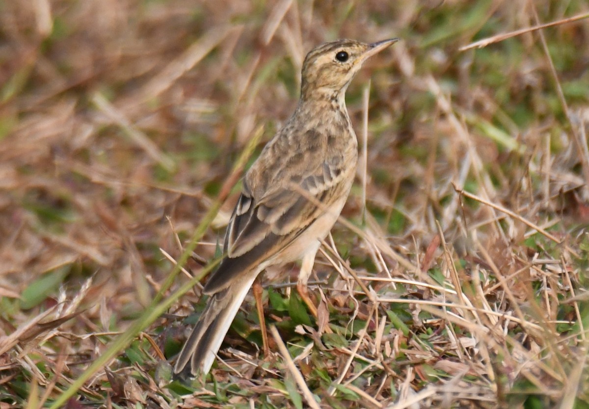 linduška rýžová - ML651996435