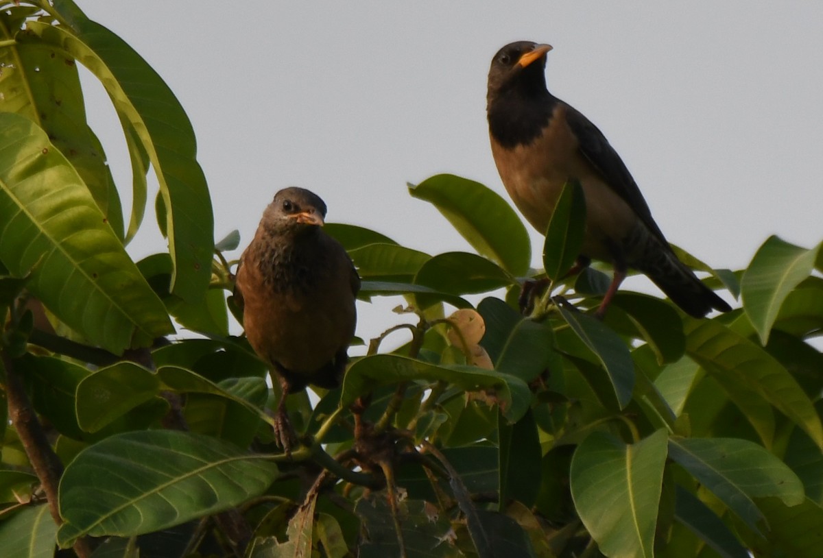 špaček růžový - ML651996450