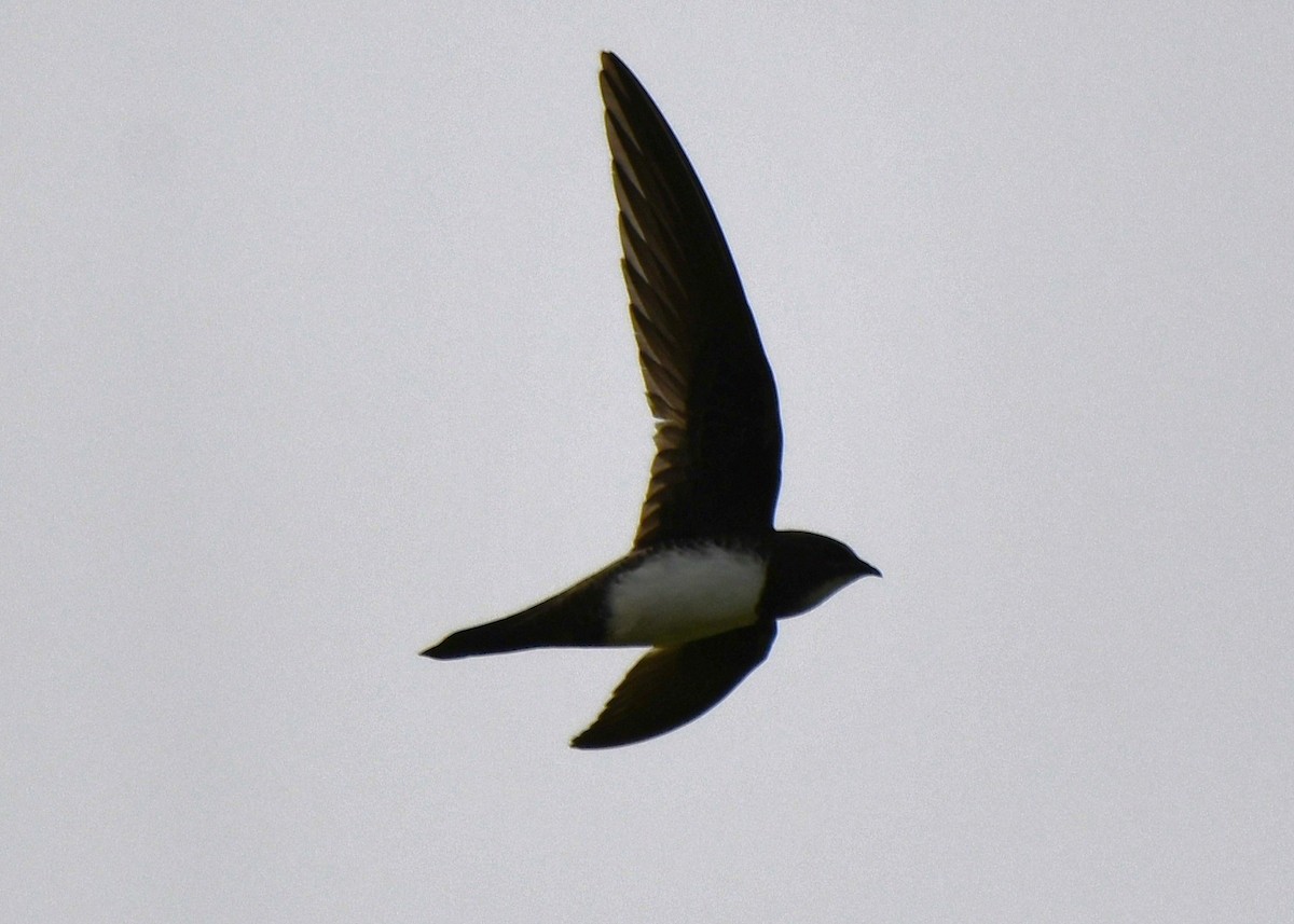 シロハラアマツバメ - ML651996585