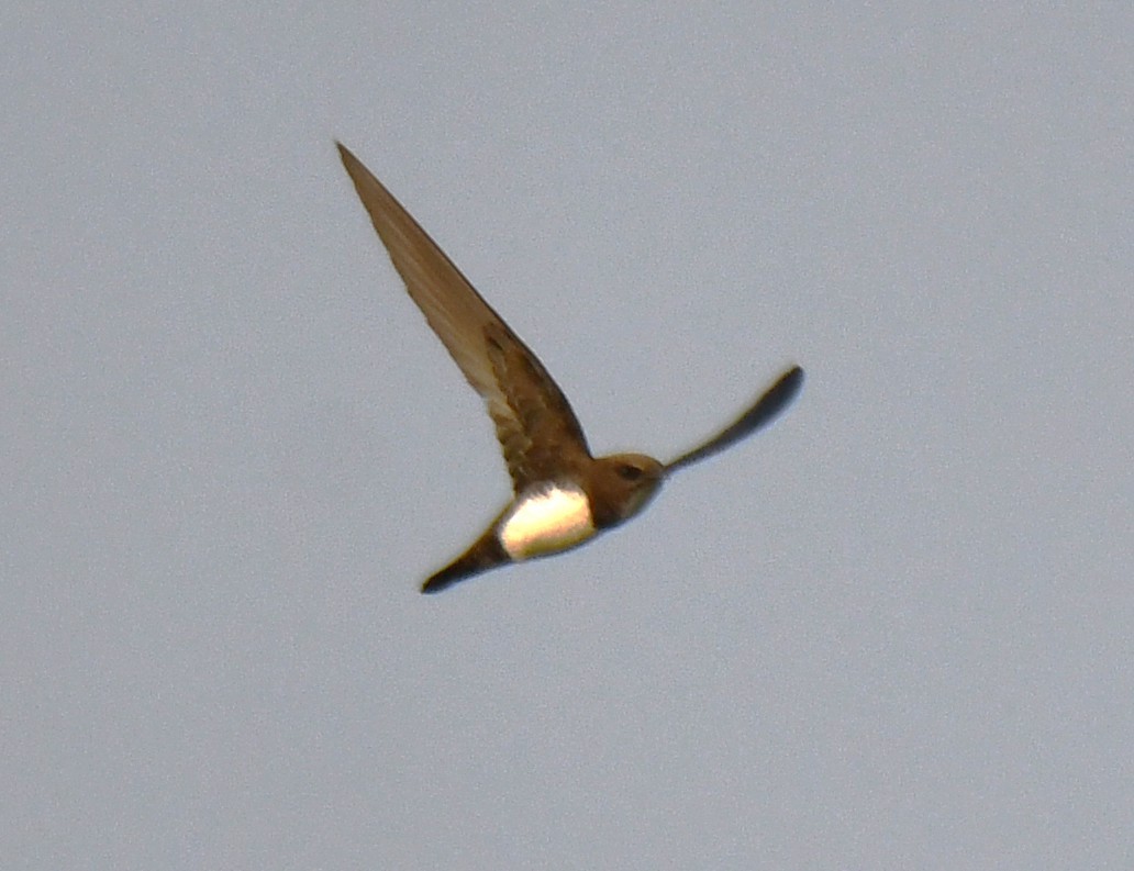 シロハラアマツバメ - ML651996588