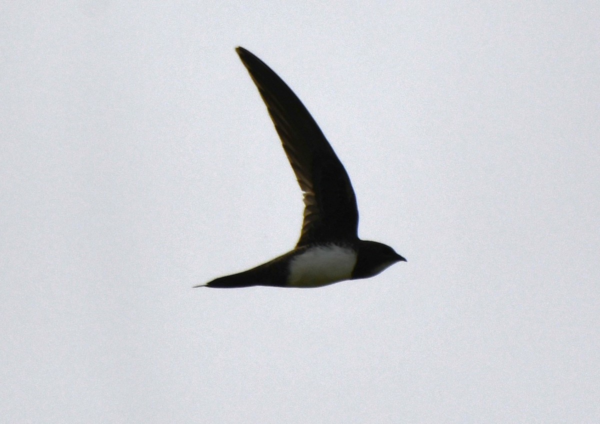 シロハラアマツバメ - ML651996627