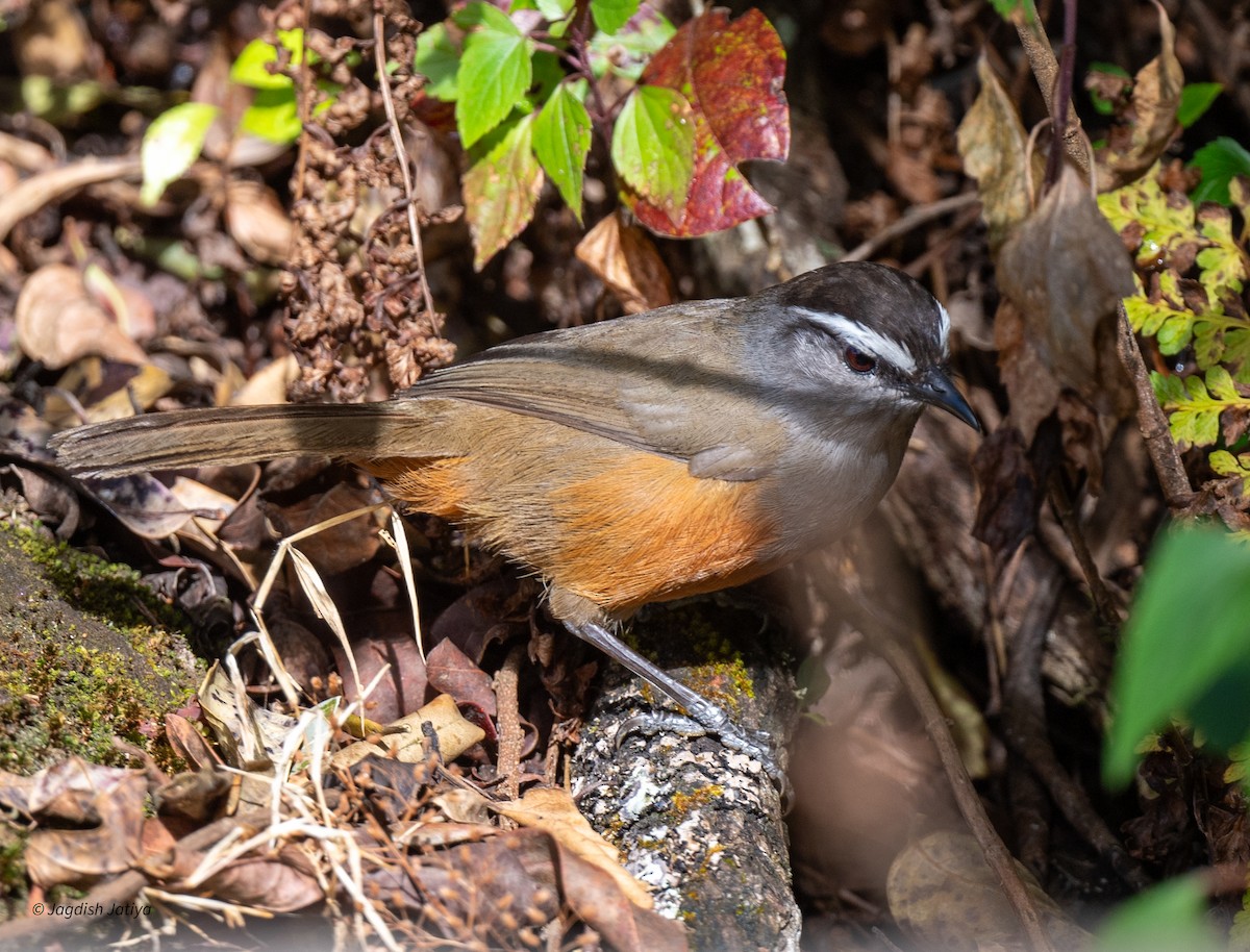 Palani Laughingthrush - ML651998734