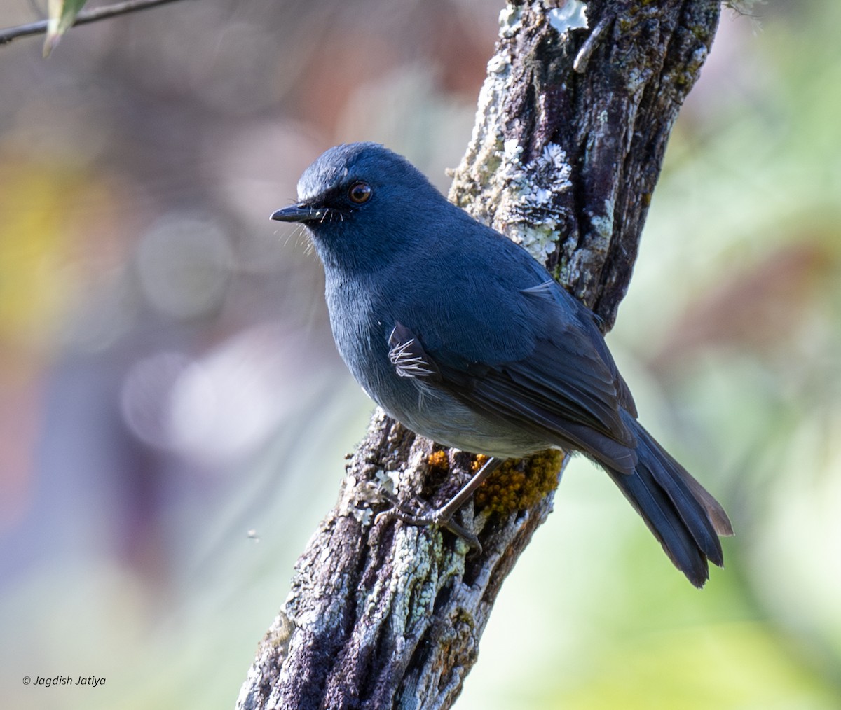 White-bellied Sholakili - ML651998781