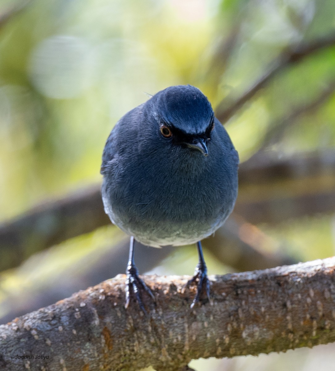 White-bellied Sholakili - ML651998782