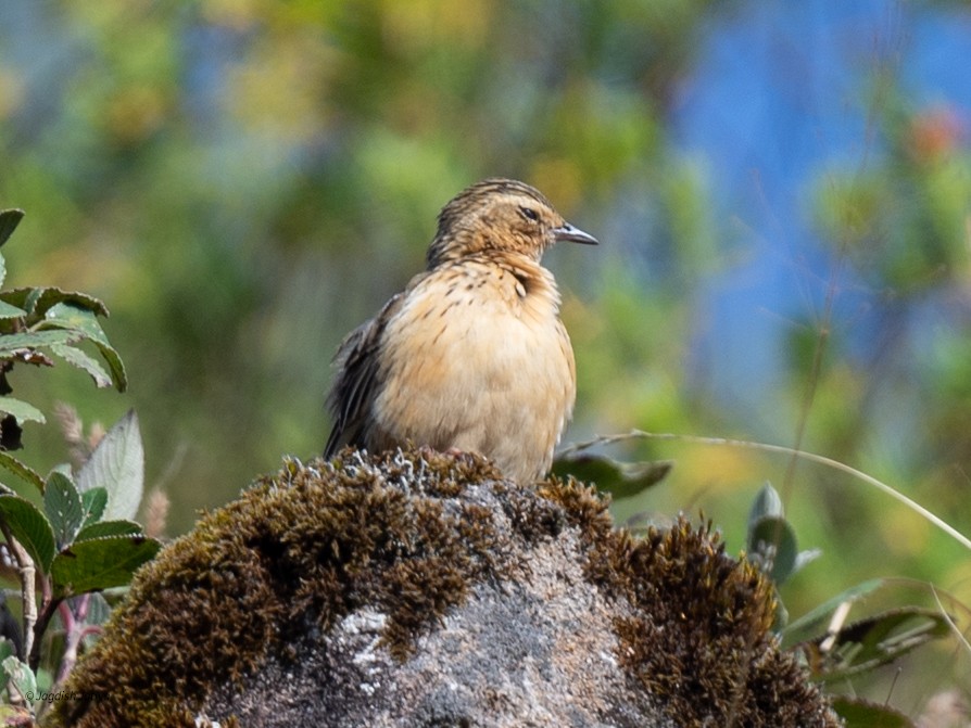 Nilgiri Pipit - ML651998815
