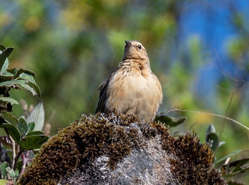 Nilgiri Pipit - ML651998816
