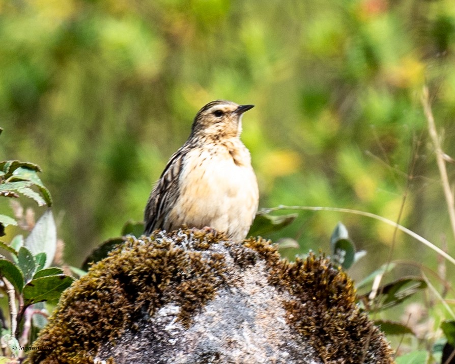 Nilgiri Pipit - ML651998817