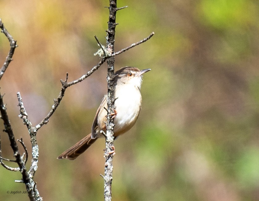 Plain Prinia - ML651998861