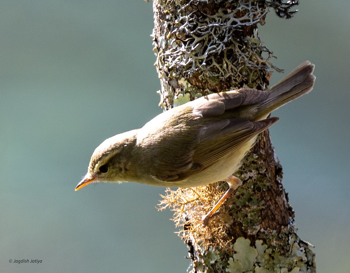 Greenish Warbler - ML651998871