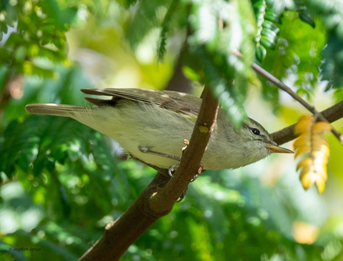 Greenish Warbler - ML651998872
