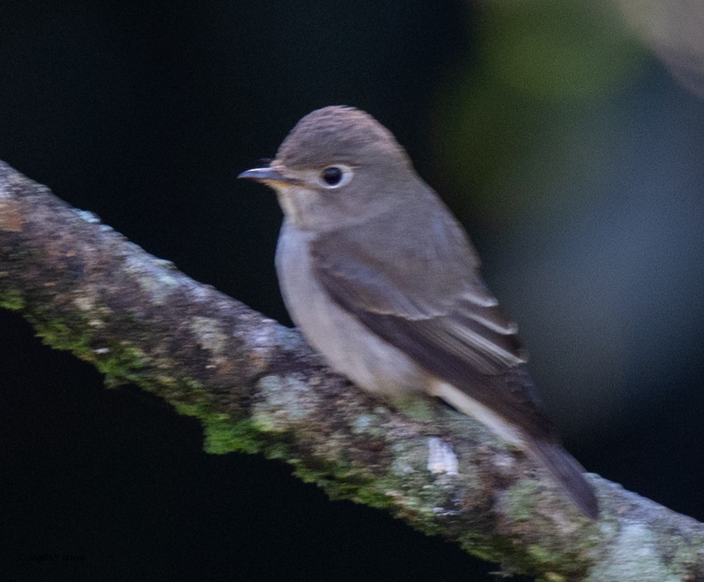 Asian Brown Flycatcher - ML651998893