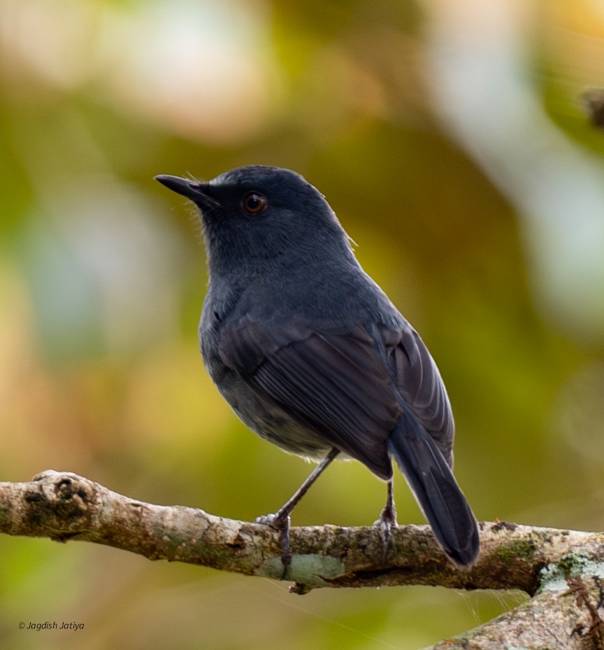White-bellied Sholakili - ML651999095