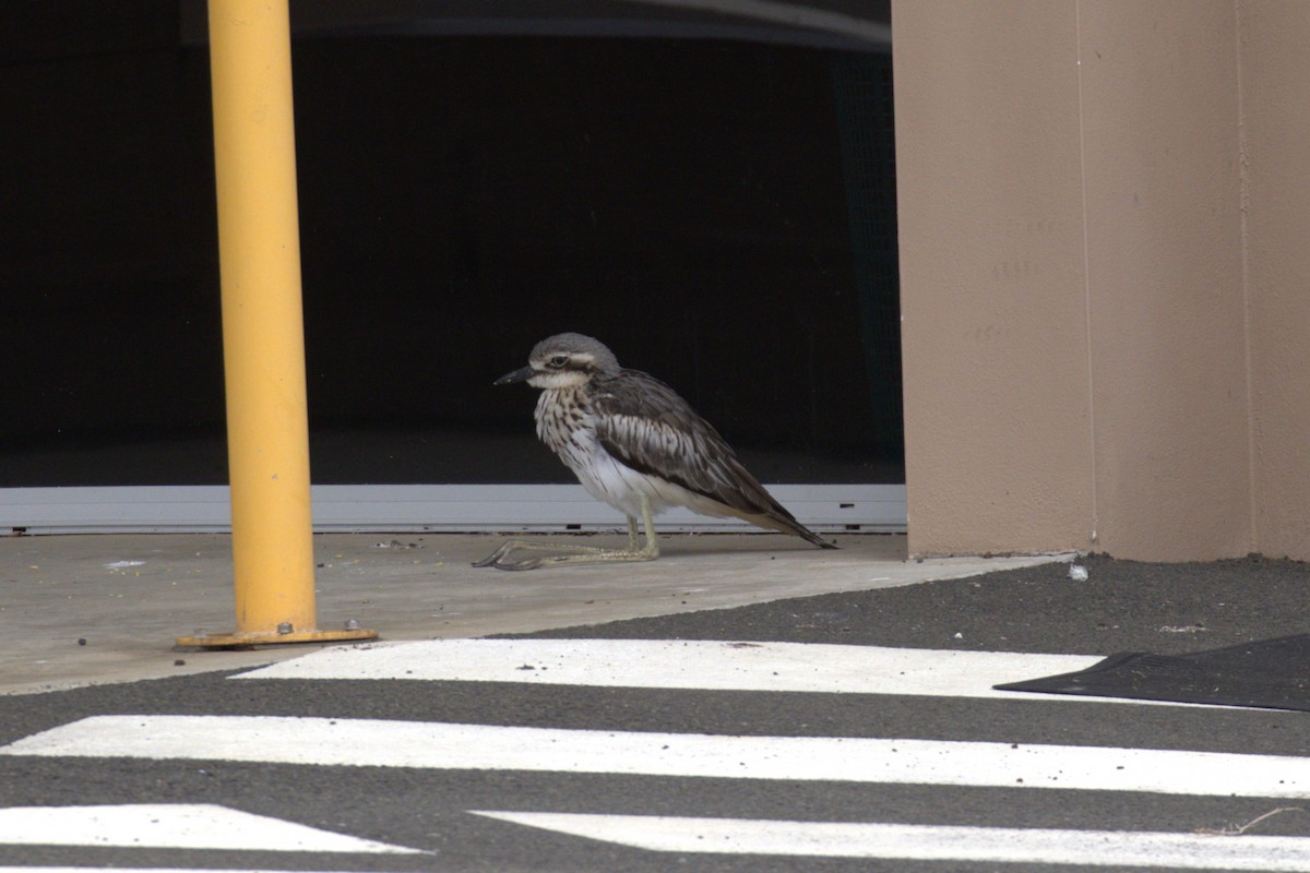 Bush Thick-knee - ML651999180
