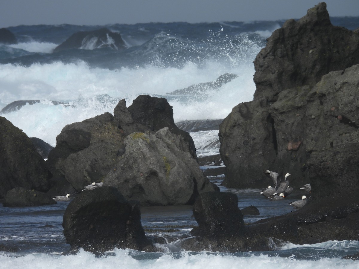 Білошиєць - ML651999344