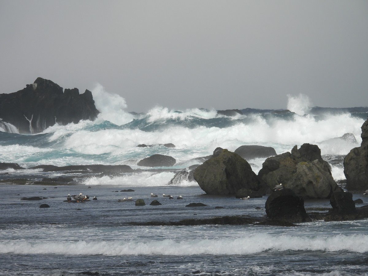 Білошиєць - ML651999357