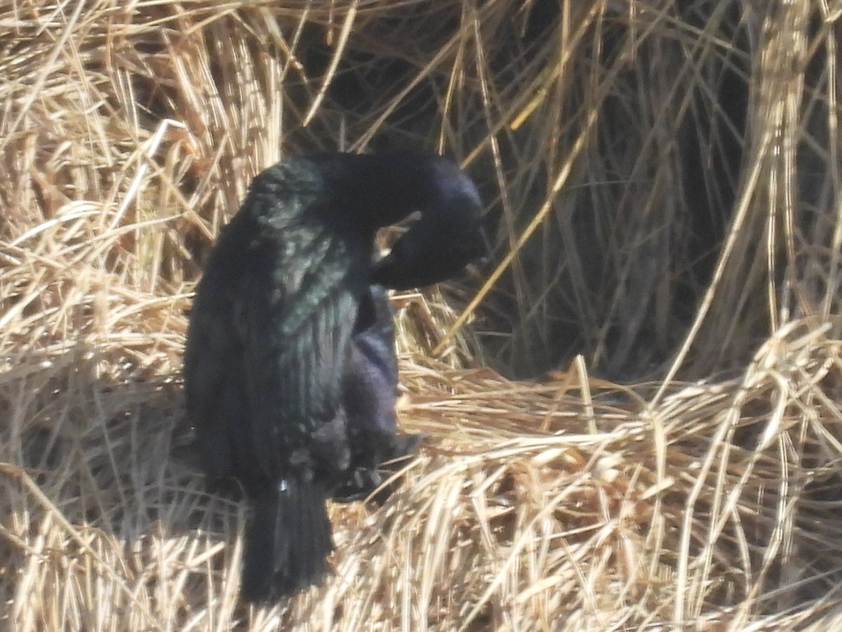 Баклан берингійський - ML651999365