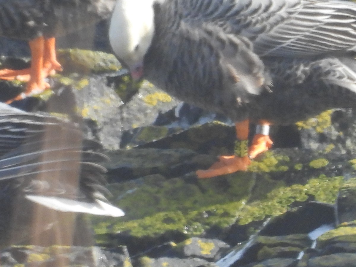 Білошиєць - ML651999366