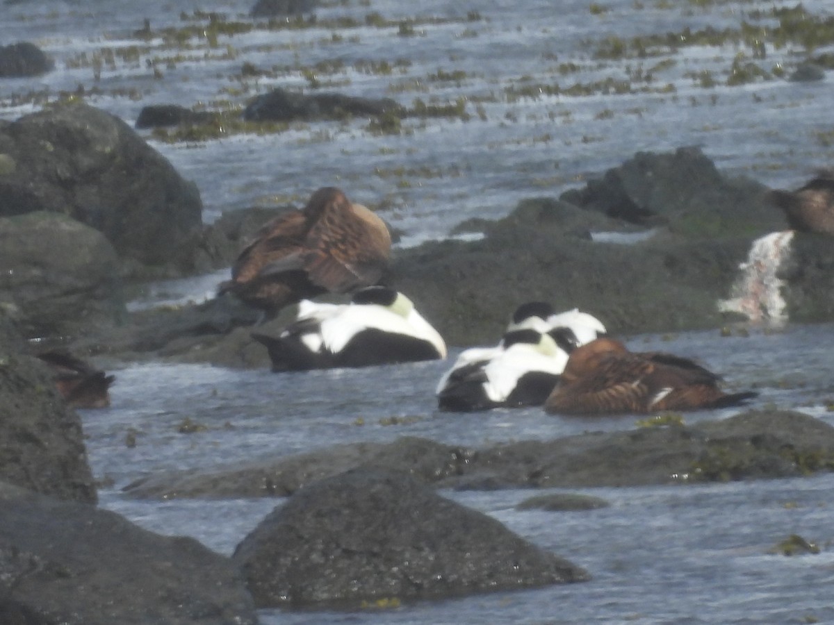 Пухівка зеленошия - ML651999402