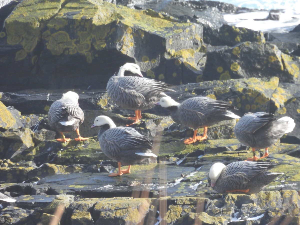 Білошиєць - ML651999428