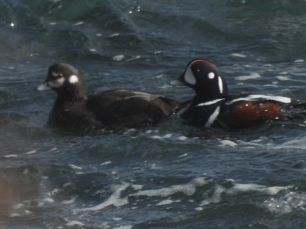 Каменярка - ML651999434