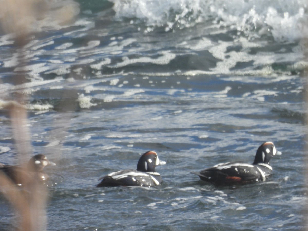 Каменярка - ML651999435