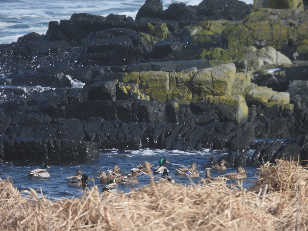 Крижень звичайний - ML651999445