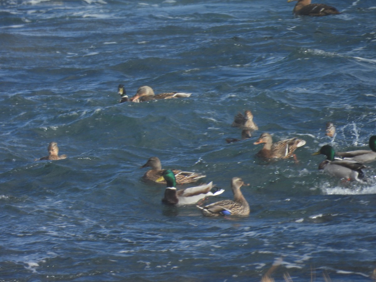 Крижень звичайний - ML651999448