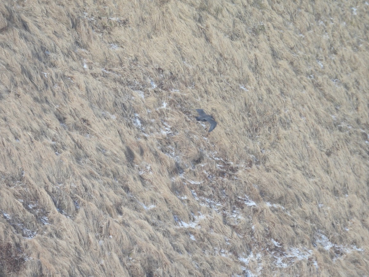 Мартин берингійський - ML651999453