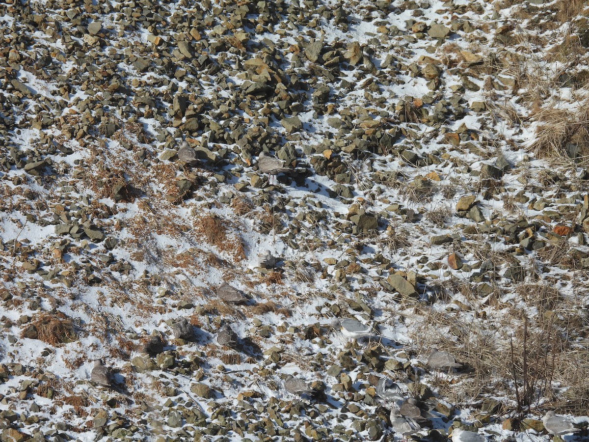 Мартин берингійський - ML651999470