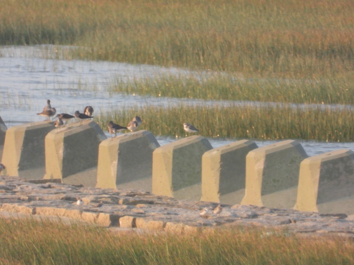 sand-plover sp. - ML651999490