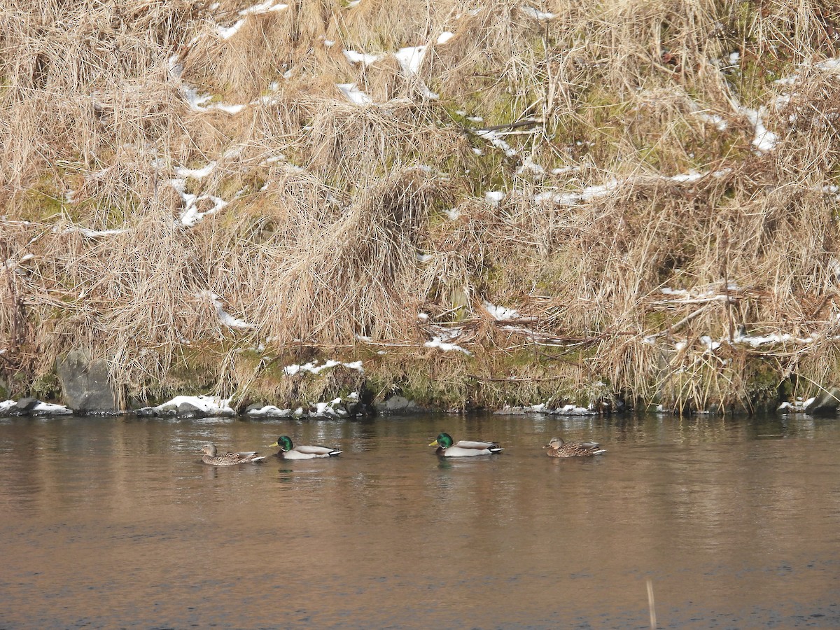 Крижень звичайний - ML651999500