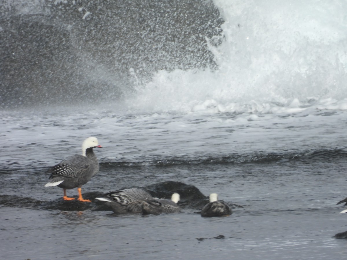 Білошиєць - ML651999520