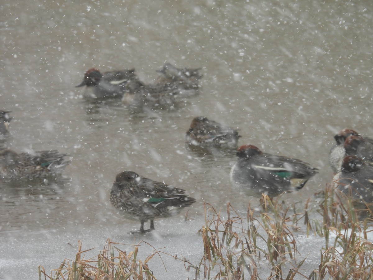 Чирянка мала - ML651999538