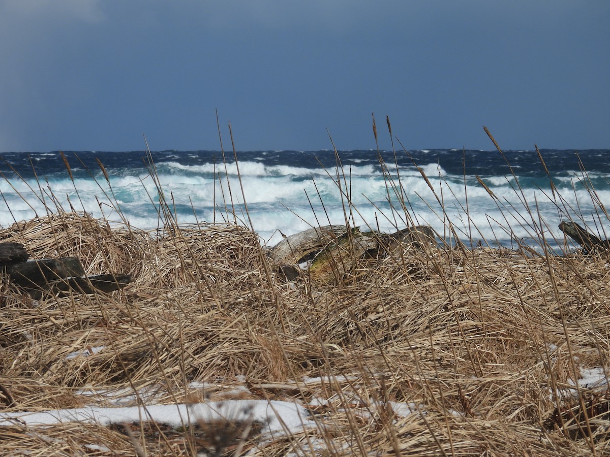 Пасовка співоча - ML651999592