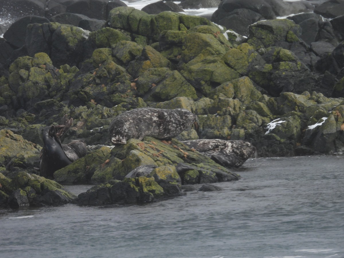Harbor Seal - ML651999595
