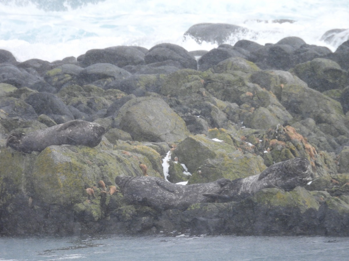 Harbor Seal - ML651999600