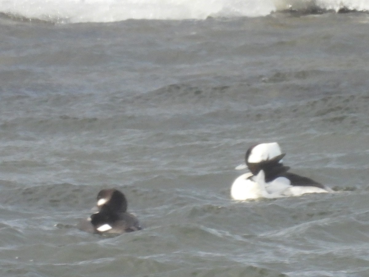 Гоголь малий - ML651999608