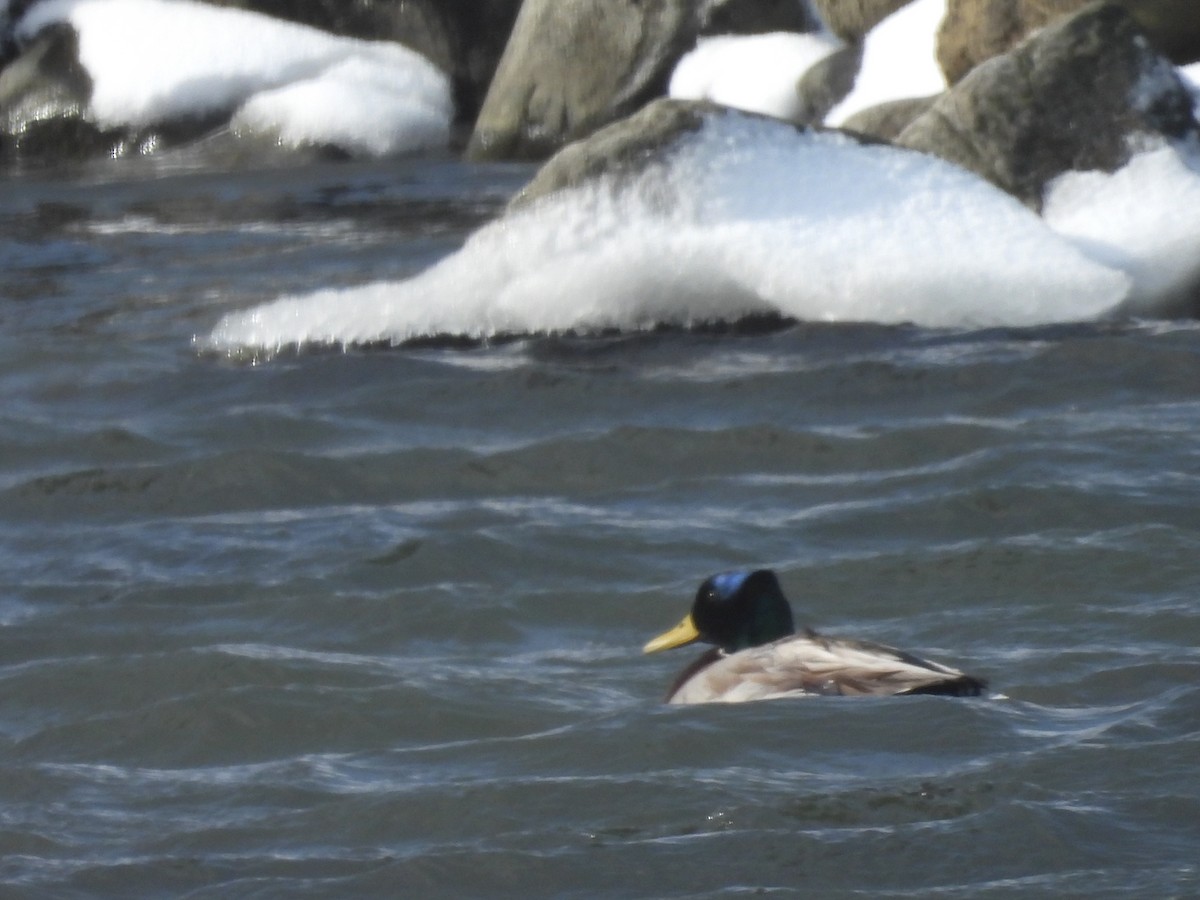 Крижень звичайний - ML651999620